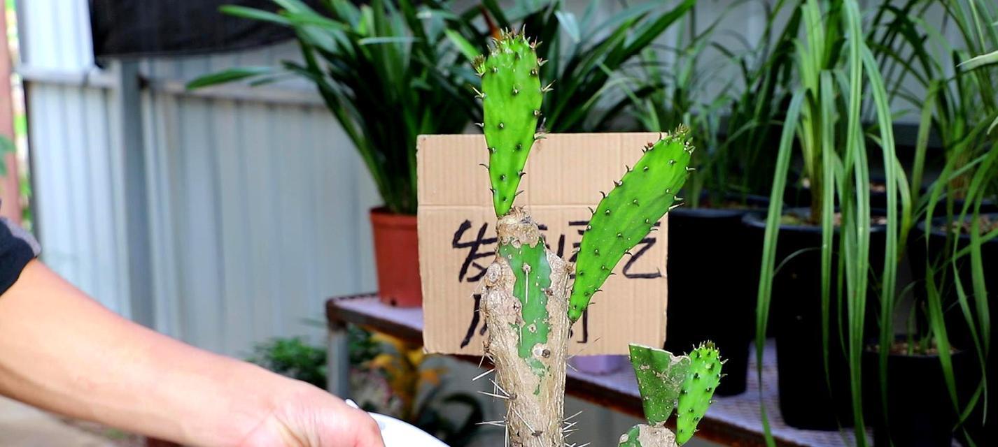 仙人掌开花前浇水的正确方式是什么？