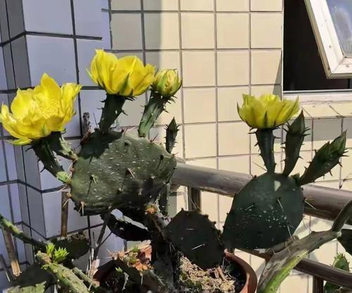 仙人掌开花前浇水的正确方式是什么？