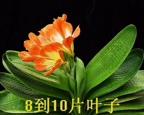 红花君子兰大苗的养护管理技巧是什么？
