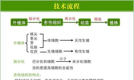 植物组培玫瑰花的养护方法是什么？组培玫瑰花的养殖技巧有哪些？