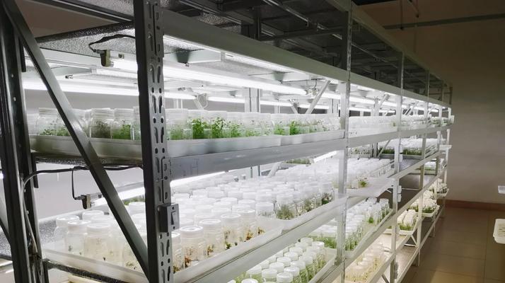 植物组培玫瑰花的养护方法是什么？组培玫瑰花的养殖技巧有哪些？