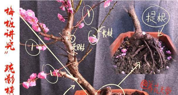 君子兰盆栽桂花苗的修剪方法是什么？