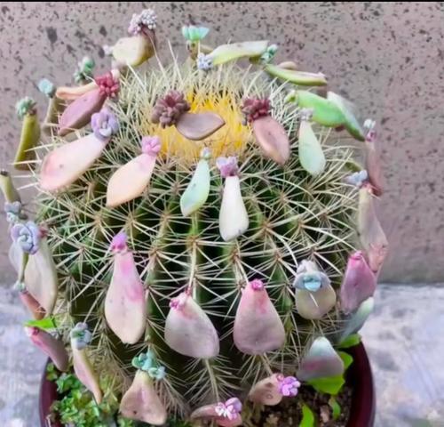 发芽仙人掌移栽技巧有哪些？如何保证成活率？