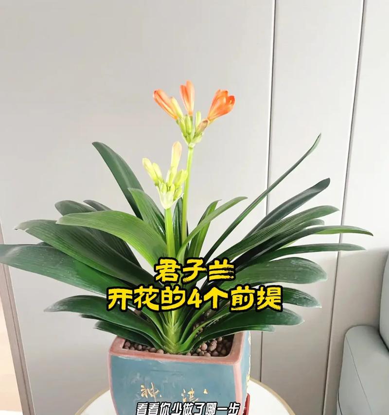君子兰可以放盐吗？正确的养护方法是什么？