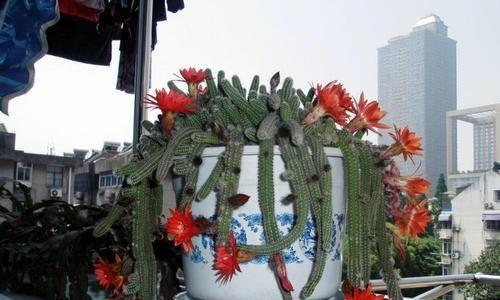 小桃子仙人掌的养护技巧有哪些？浇水频率和量如何掌握？