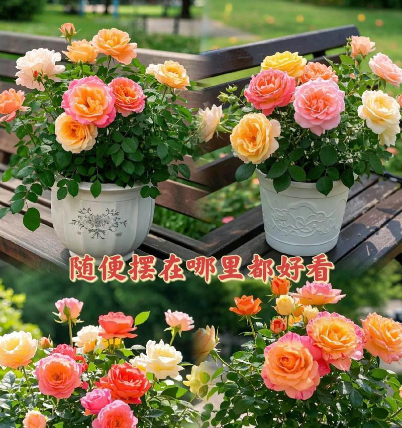 玫瑰花的最佳园艺种植时间是什么时候？