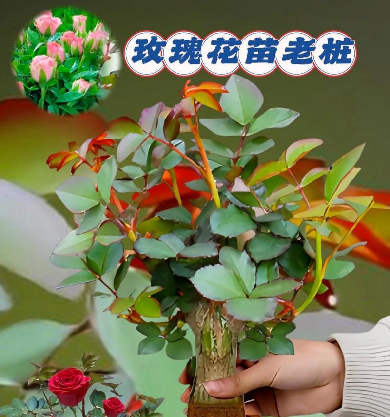 玫瑰花的最佳园艺种植时间是什么时候？