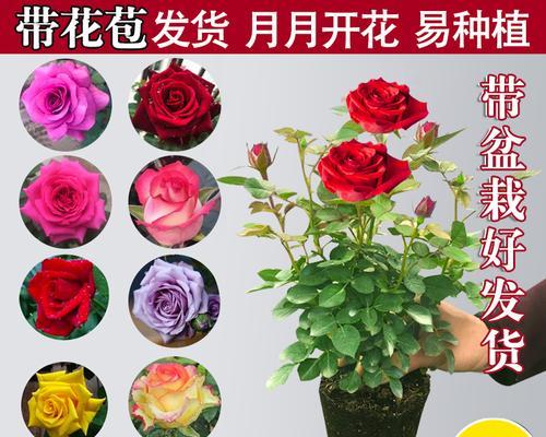 玫瑰花的最佳园艺种植时间是什么时候？