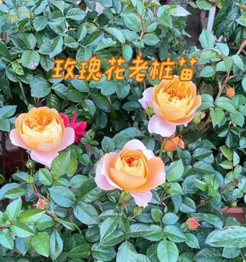 金凯莉玫瑰花的养殖技巧是什么？