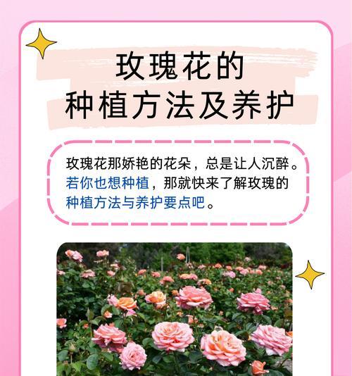 金凯莉玫瑰花的养殖技巧是什么？