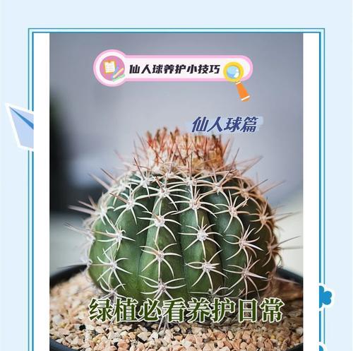 七彩咖啡仙人球的养护技巧是什么？
