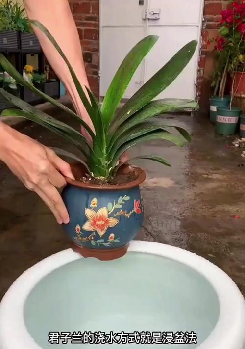 君子兰苗绿植的养护和浇水方法是什么？