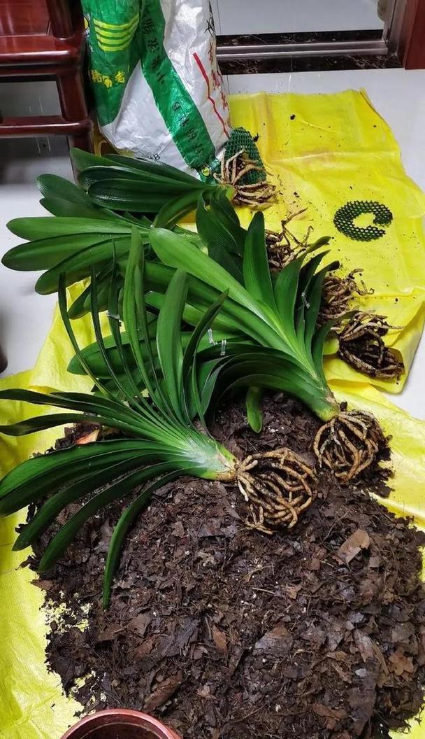 君子兰苗绿植的养护和浇水方法是什么？
