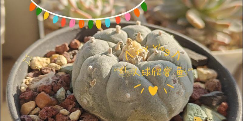 小鱼仔仙人球的养殖方法是什么？