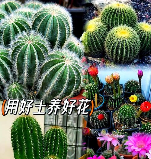小鱼仔仙人球的养殖方法是什么？