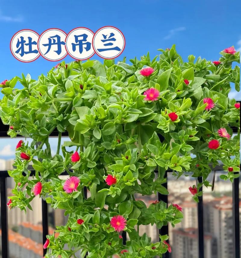来财牡丹花的养殖技巧及开花条件是什么？