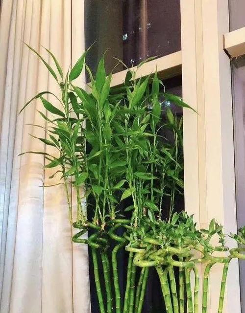 来财牡丹花的养殖技巧及开花条件是什么？