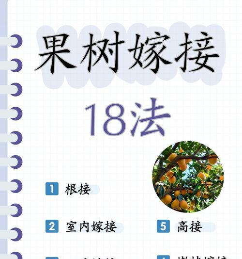 嫁接仙人球重新种植到土里的步骤？