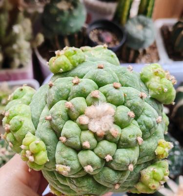 嫁接仙人球重新种植到土里的步骤？