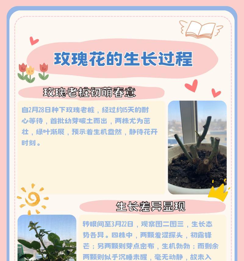 玫瑰花水培基地养殖技巧有哪些？