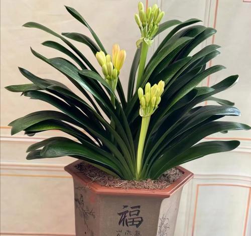 兰花香君子兰是否容易养护？
