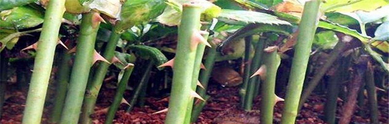 玫瑰花杆剪短的正确方法是什么？怎样剪出美观的形状？
