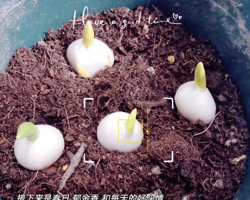 君子兰种子发芽后如何正确栽种？栽种过程中应注意什么？