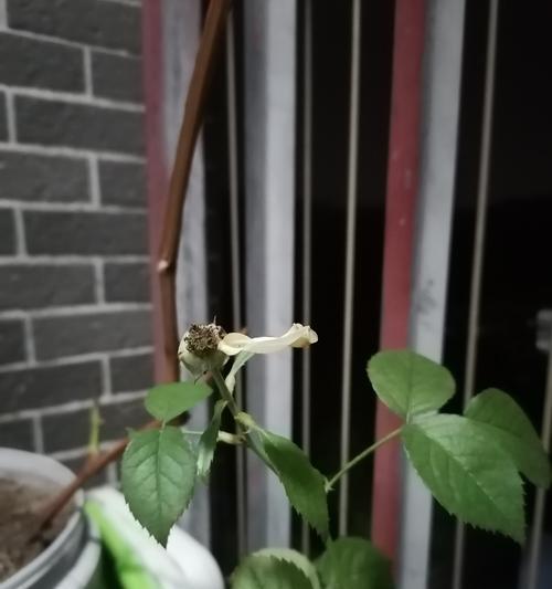 天王观赏玫瑰花的养殖技巧有哪些？如何使其开花？