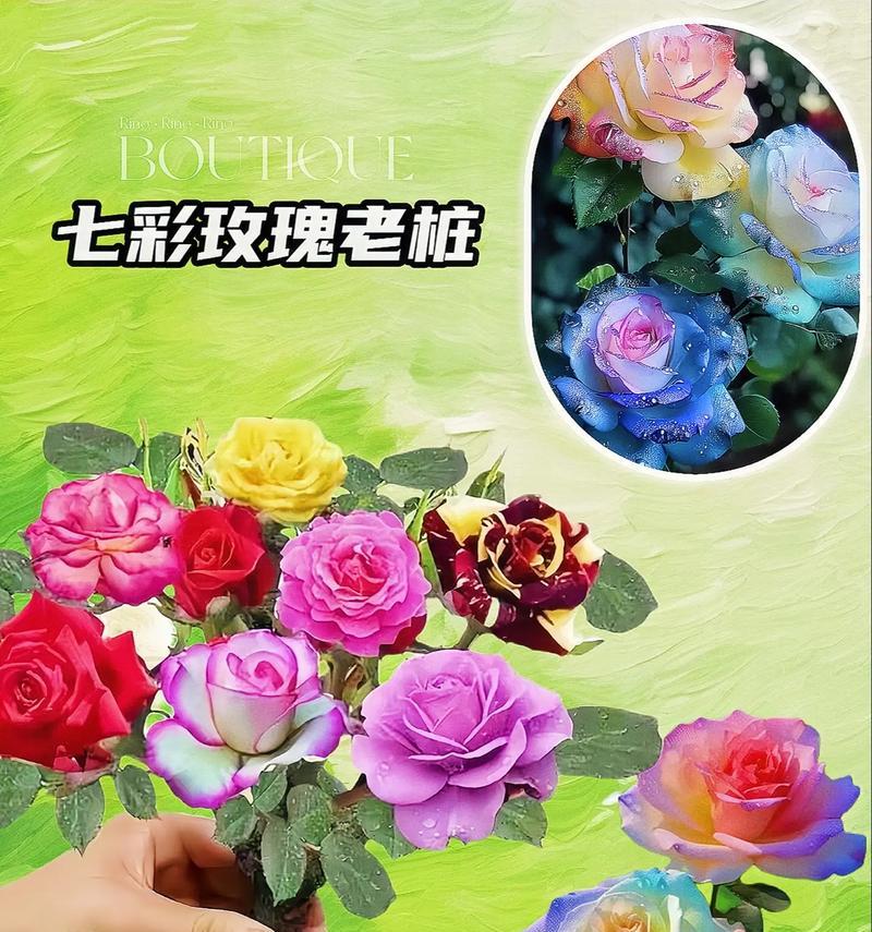 天王观赏玫瑰花的养殖技巧有哪些？如何使其开花？