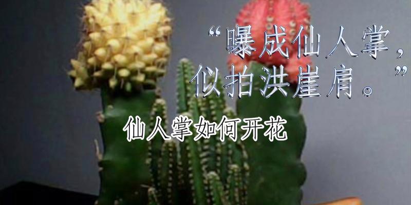 仙人掌六十年未开花原因何在？如何促进开花？