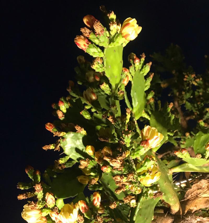 仙人掌六十年未开花原因何在？如何促进开花？
