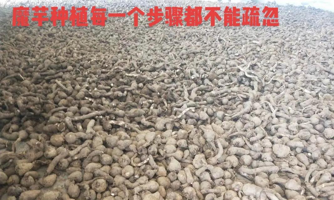 小圆饼仙人掌的种植步骤是什么？