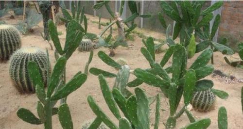 小圆饼仙人掌的种植步骤是什么？