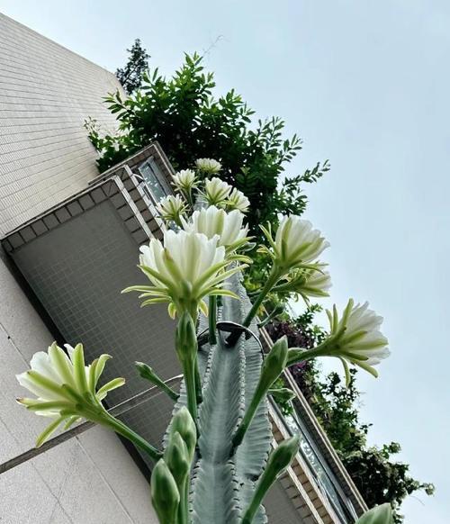 仙人掌开花后如何继续养护？