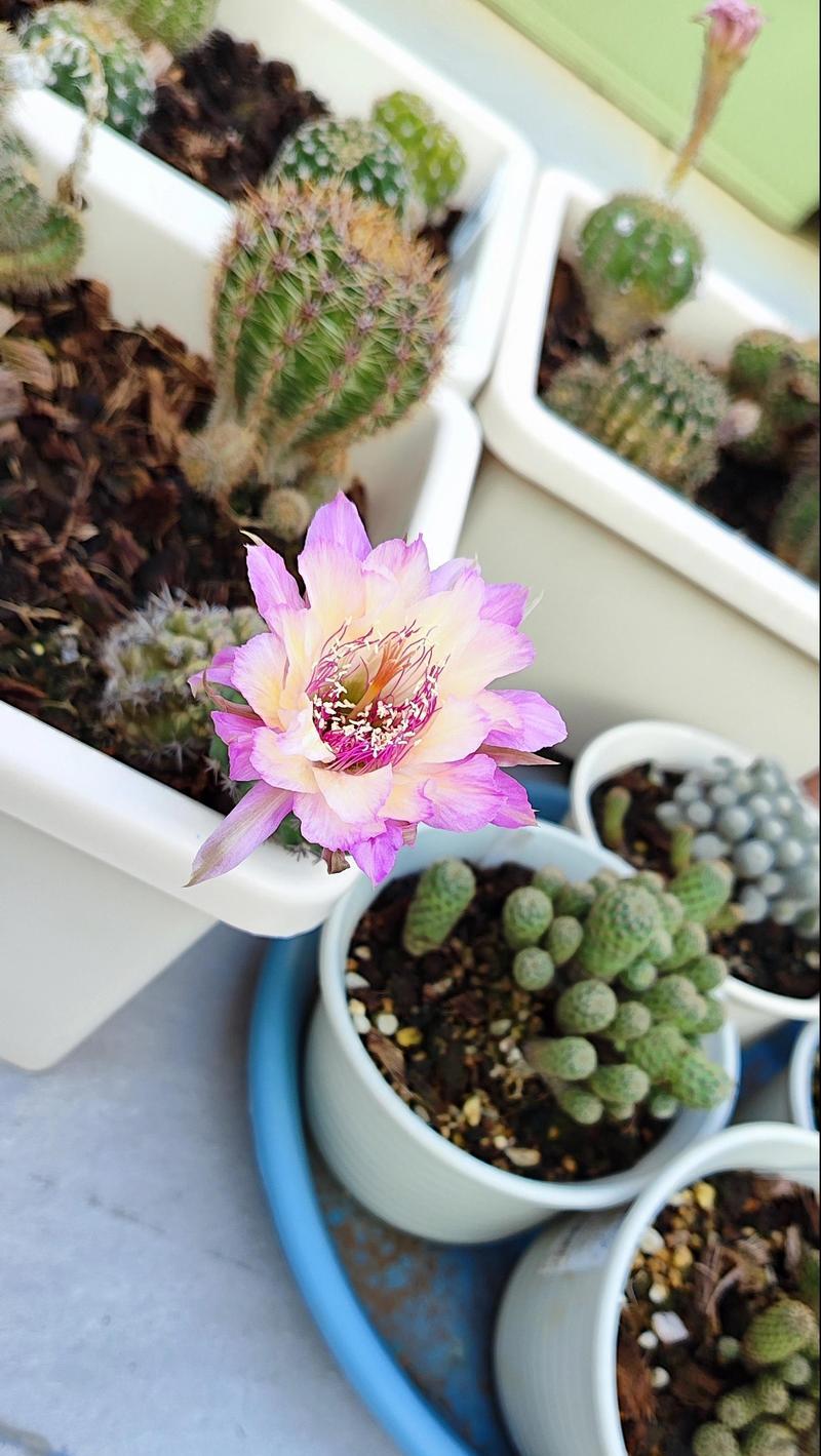 仙人掌开花后如何继续养护？