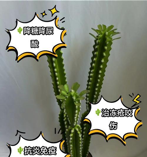 仙人掌肥胖人士如何养护？养活仙人掌的秘诀是什么？