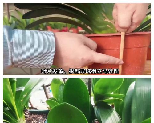 12月君子兰浇水频率与方法是什么？
