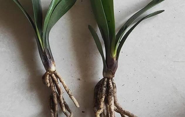 君子兰成花苞后需要多久开花？