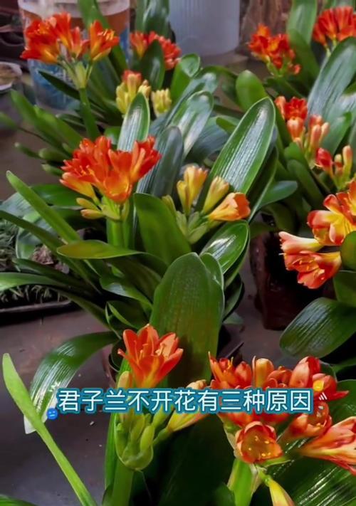 君子兰成花苞后需要多久开花？