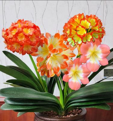 君子兰成花苞后需要多久开花？