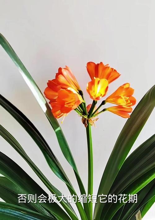 君子兰双瓣花开花周期是多久？如何促进其开花？