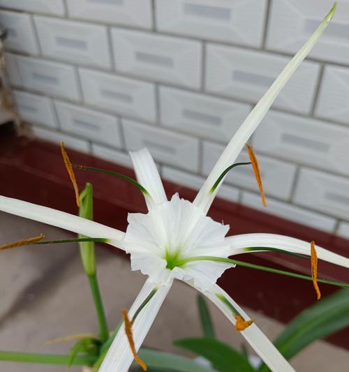 君子兰双瓣花开花周期是多久？如何促进其开花？