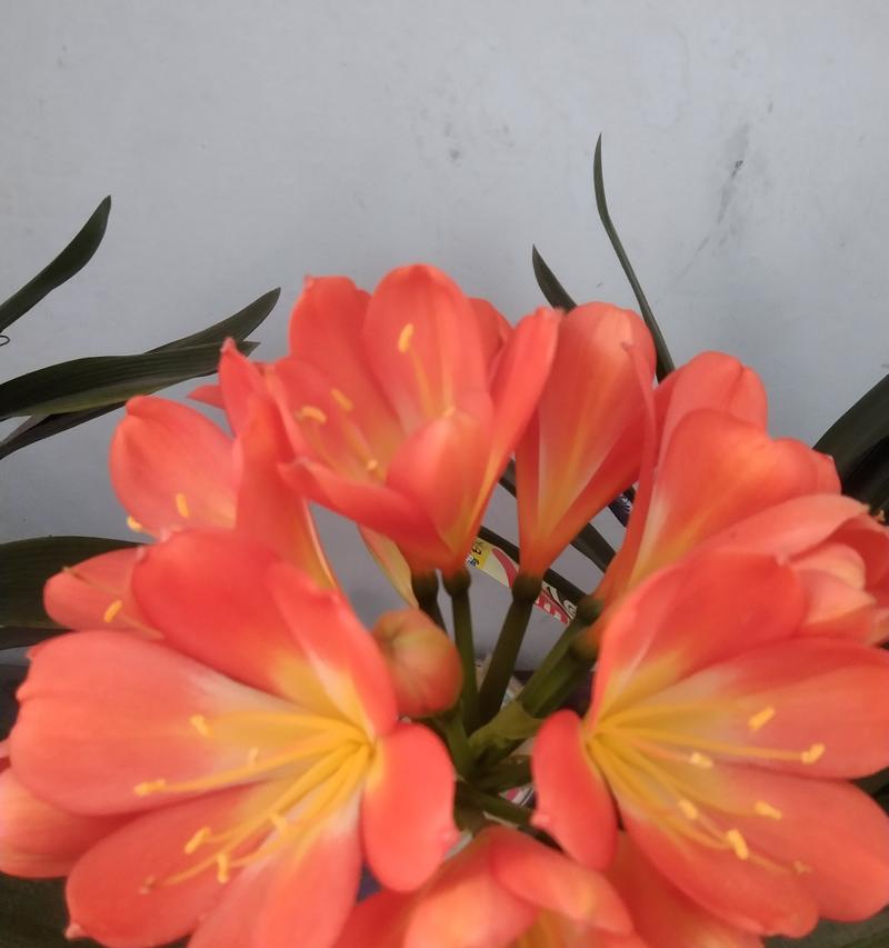 君子兰双瓣花开花周期是多久？如何促进其开花？