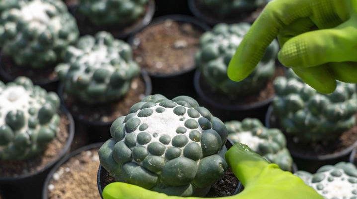 红花无刺仙人球的养护和管理技巧有哪些？