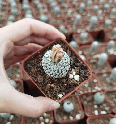 红花无刺仙人球的养护和管理技巧有哪些？
