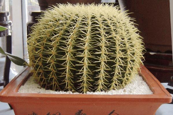 如何选择适合仙人球的盆子？种植仙人球需要注意什么？