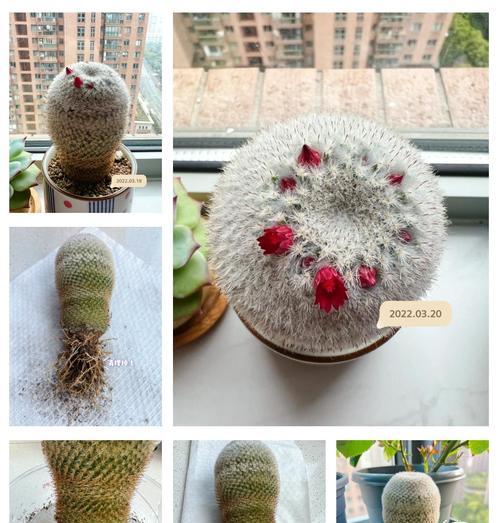 如何选择适合仙人球的盆子？种植仙人球需要注意什么？
