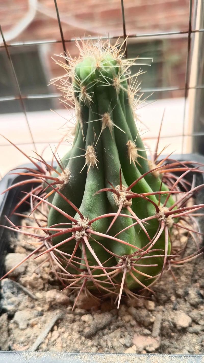 如何选择适合仙人球的盆子？种植仙人球需要注意什么？