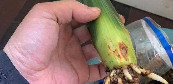 君子兰烂根后如何进行水培？水培过程中应注意哪些问题？