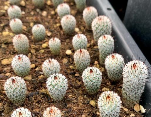 麦穗椰树仙人掌的种植方法是什么？